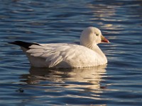 A2Z5710c  Ross's Goose (Chen rossii)